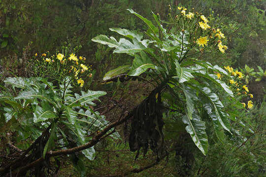 Image of Sonchus fruticosus L. fil.