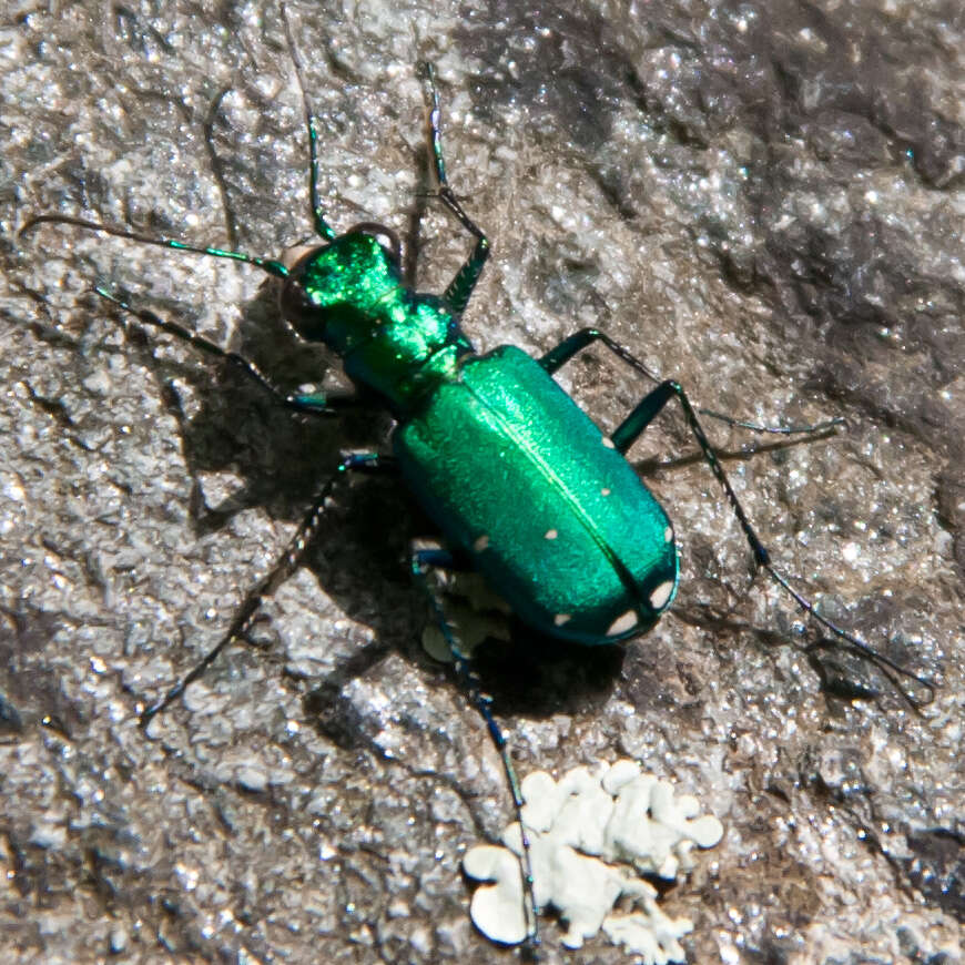 Image of Six Spotted Tiger Beetle