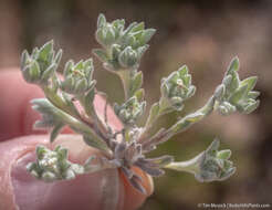 Image of baretwig neststraw