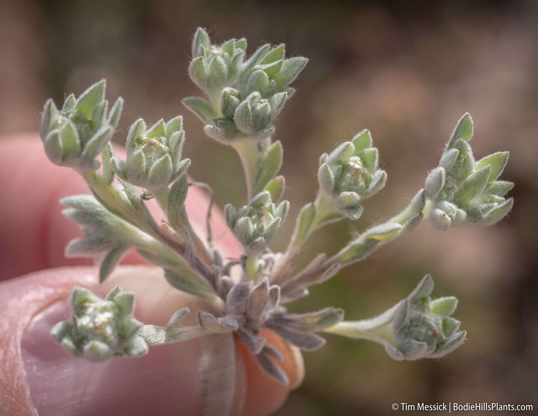 Image of baretwig neststraw