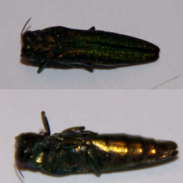 Image of Emerald ash borer