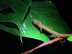 Image of Bolitoglossa helmrichi (Schmidt 1936)