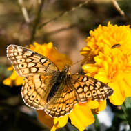 Image of Variegated Fritillary