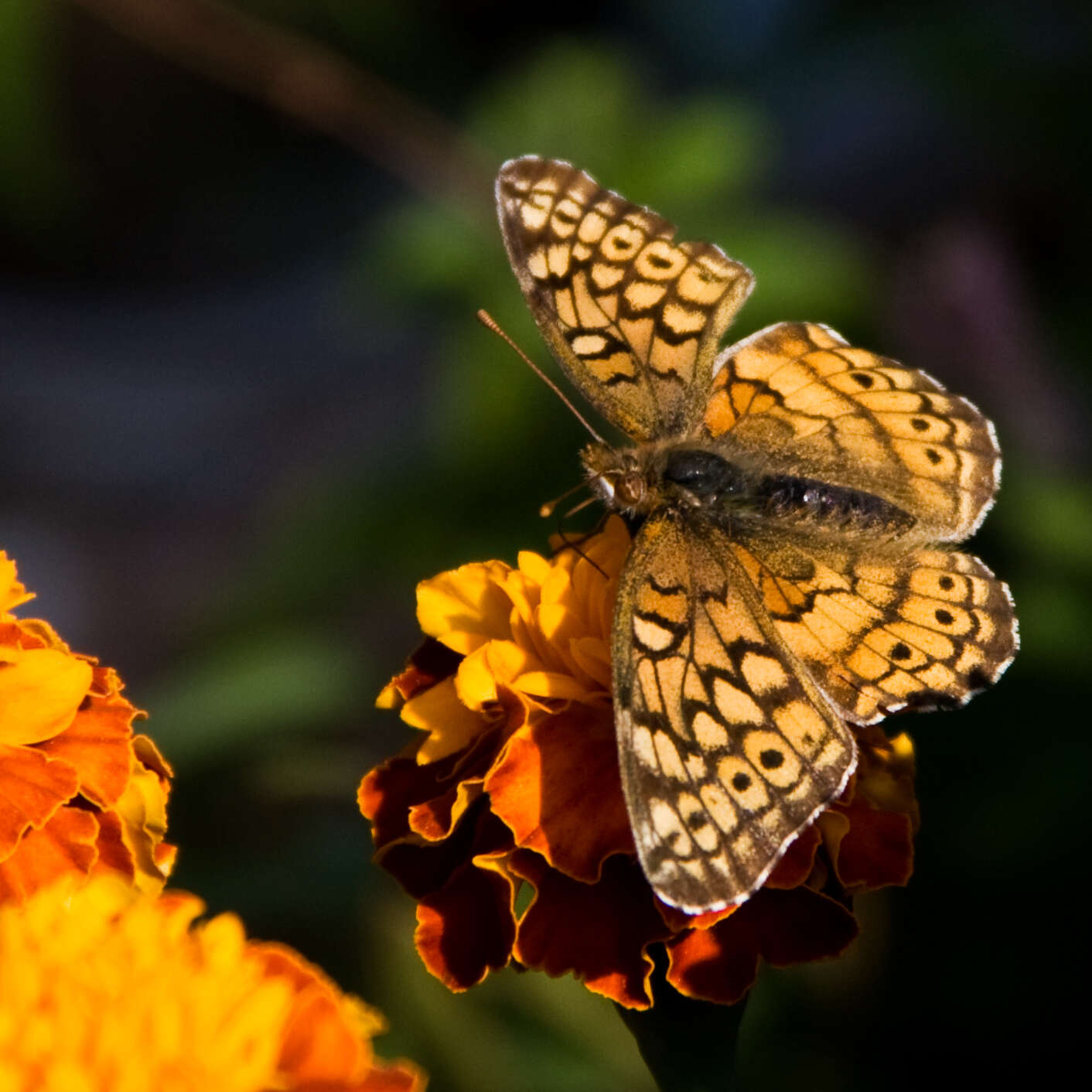 Image of Variegated Fritillary