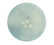 Image de Streptococcus pneumoniae