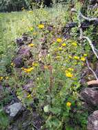 Image of Mexican gumweed