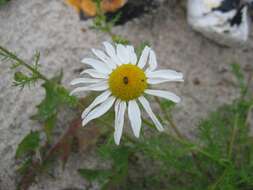 Image of false mayweed