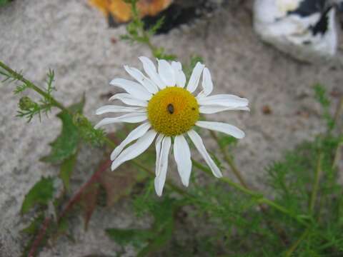 صورة Tripleurospermum maritimum (L.) Koch