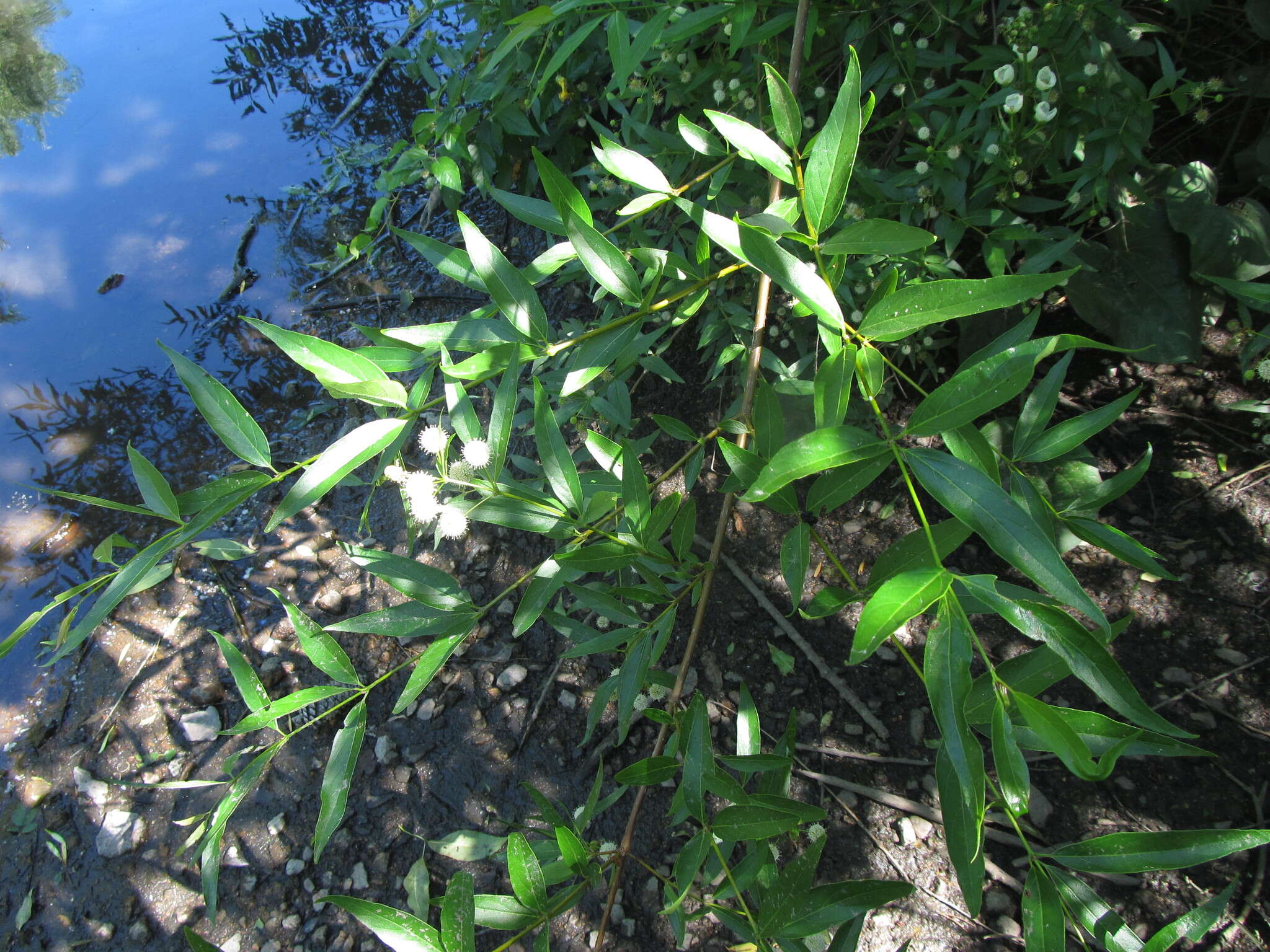 Image of Cephalanthus glabratus (Spreng.) K. Schum.