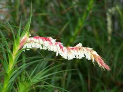 Image of Dracophyllum secundum R. Br.