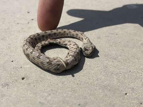 Image of Perisan Horned Viper