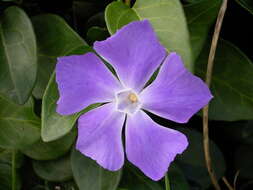 Image of Greater Periwinkle