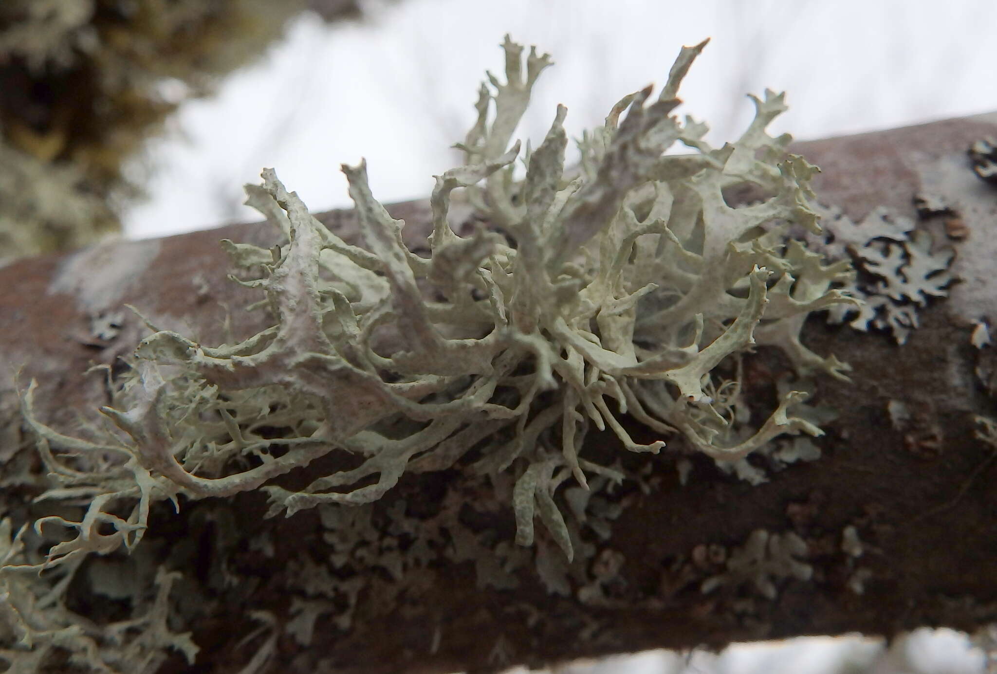 Image of ring lichen