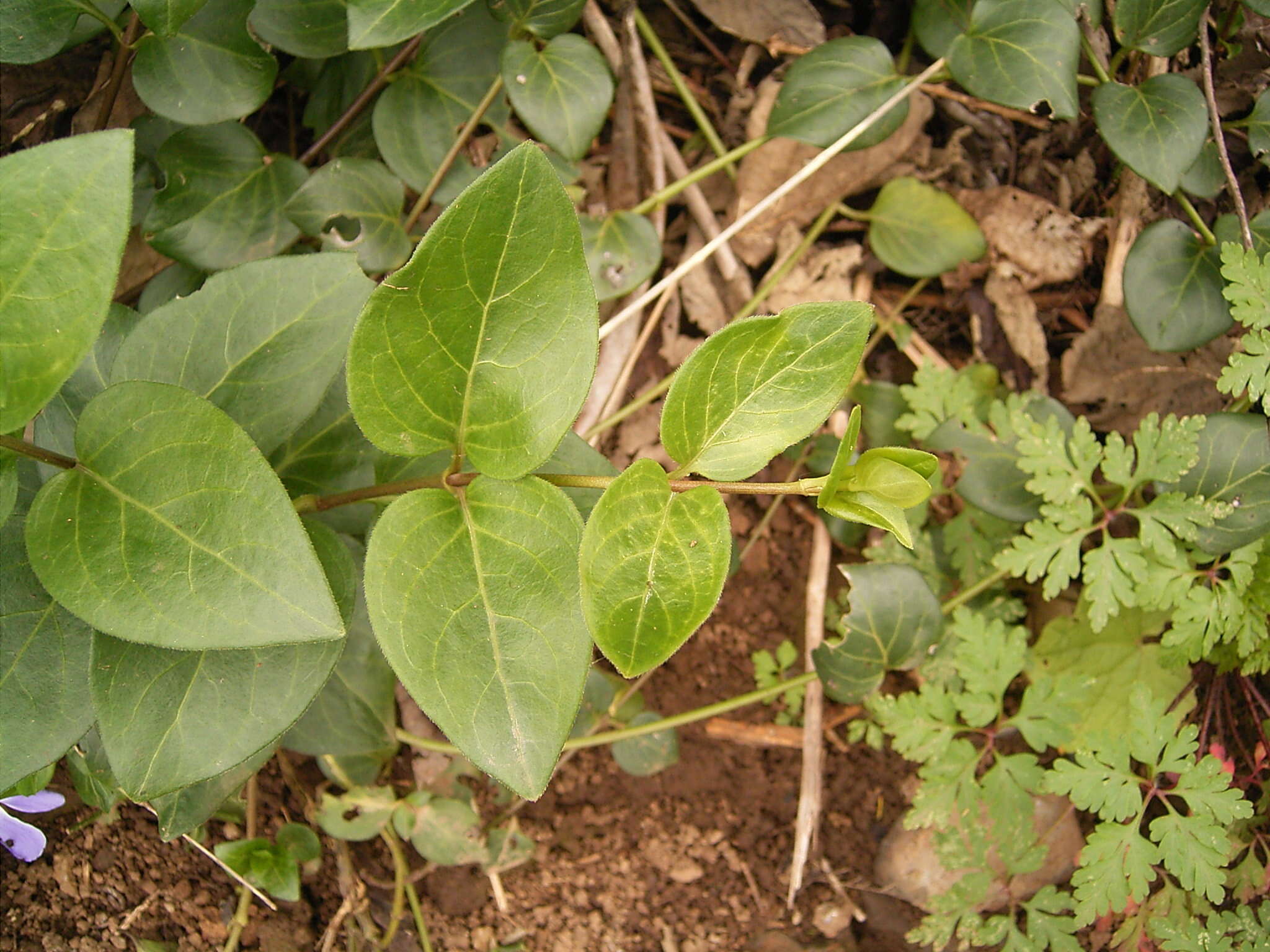 Image of Greater Periwinkle