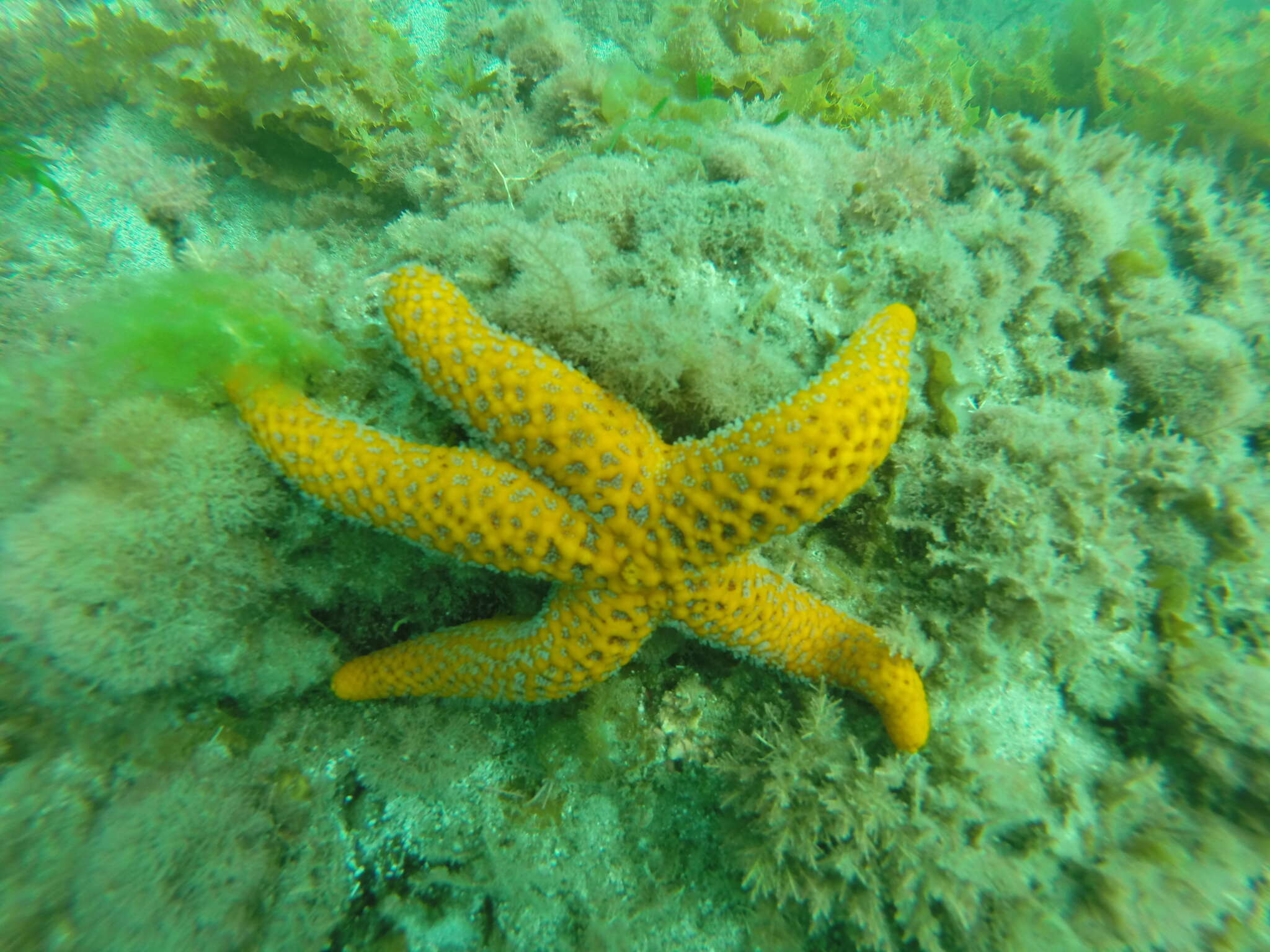 Image de Echinaster glomeratus H. L. Clark 1916