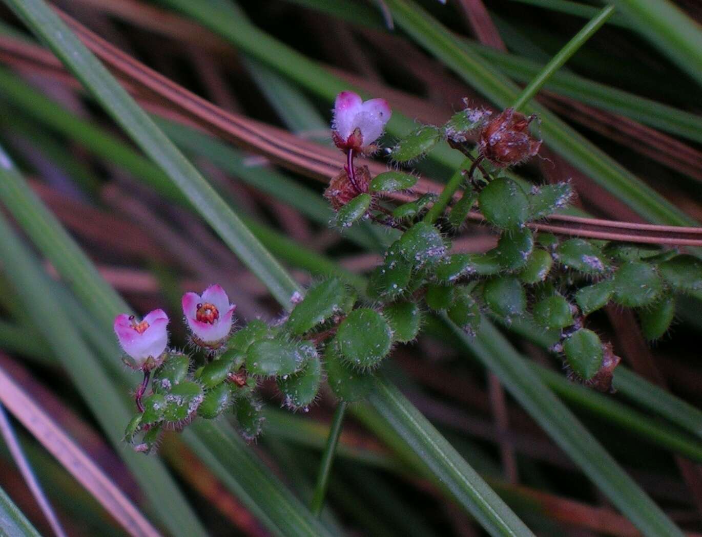 Image of Erica oxycoccifolia Salisb.