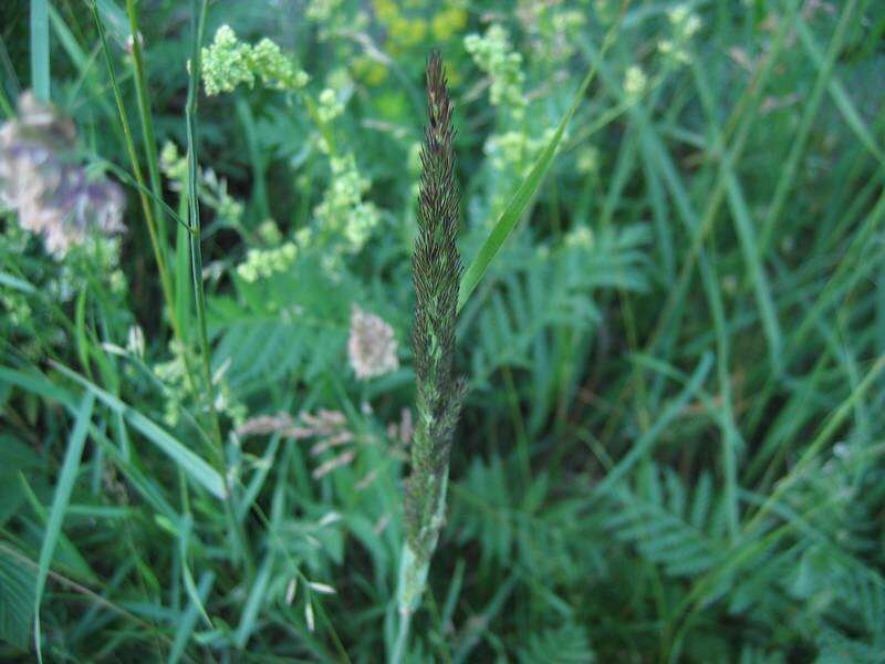 Imagem de Calamagrostis epigejos (L.) Roth