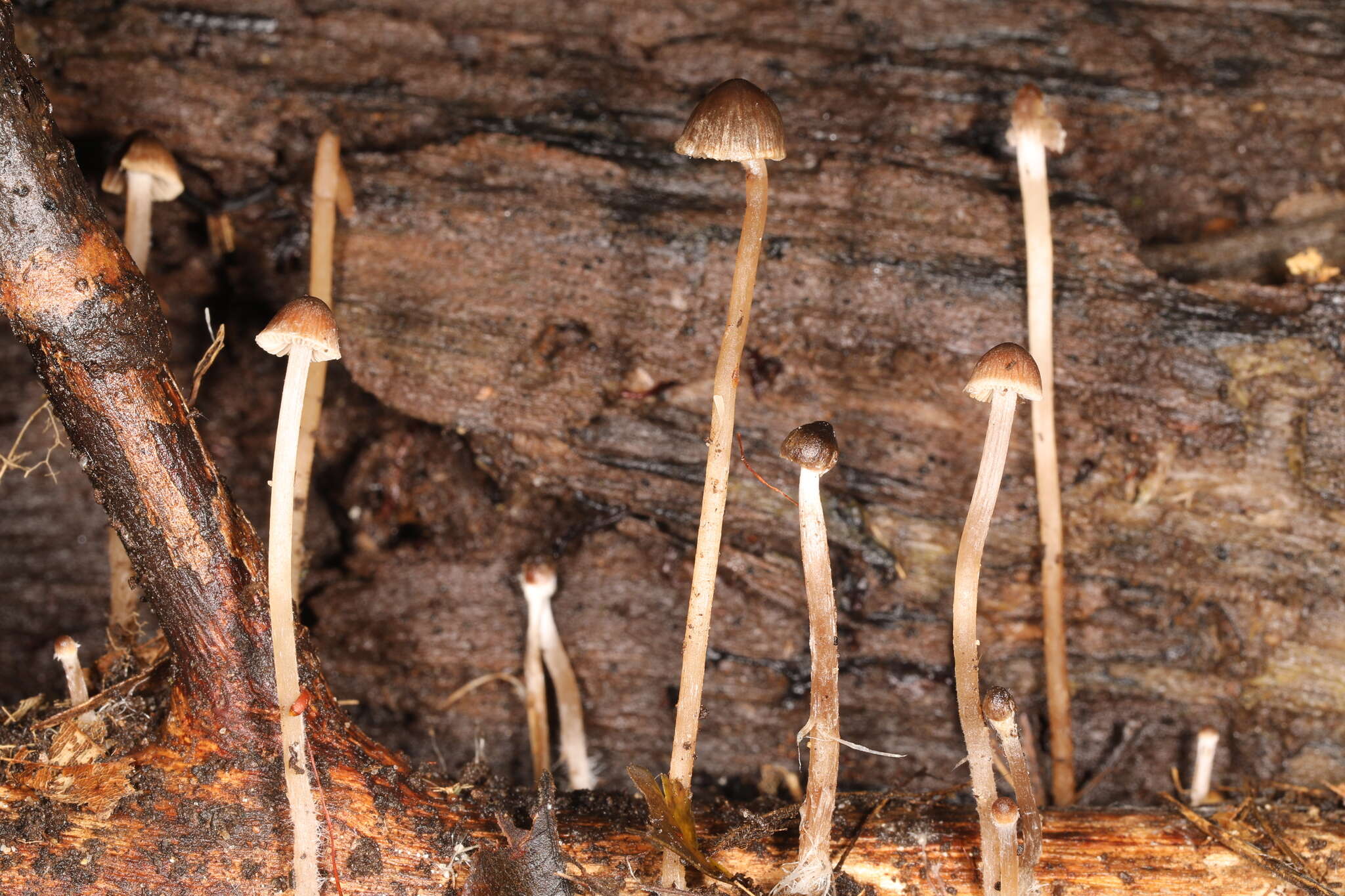 Image of Psathyrella senex (Peck) A. H. Sm. 1972