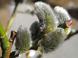 Image of goat willow