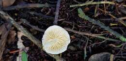 Слика од Hygrophorus involutus G. Stev. 1963