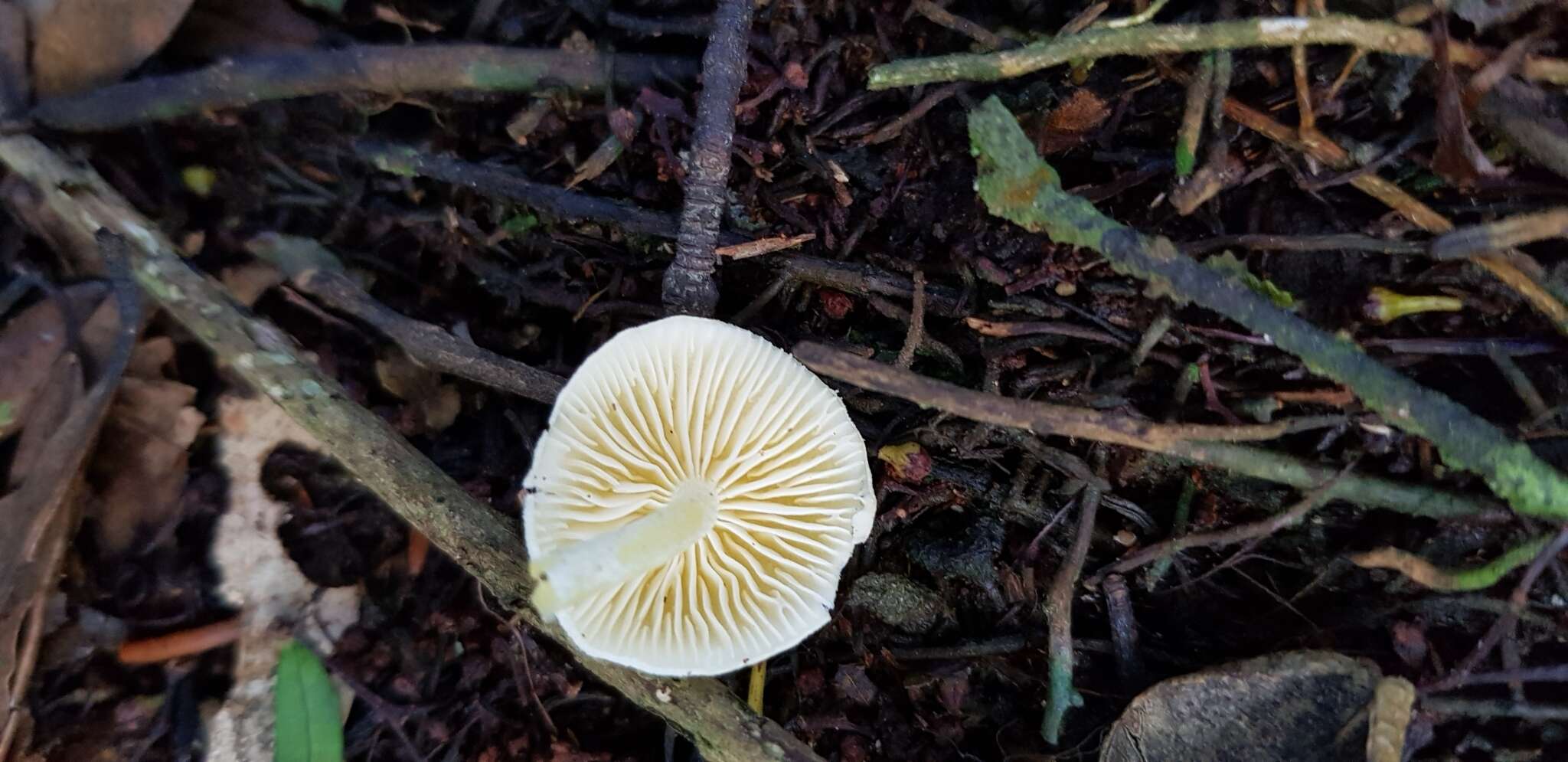 Image of Hygrophorus involutus G. Stev. 1963