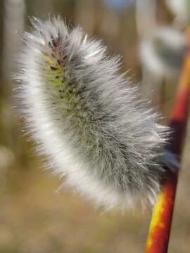 Image of goat willow