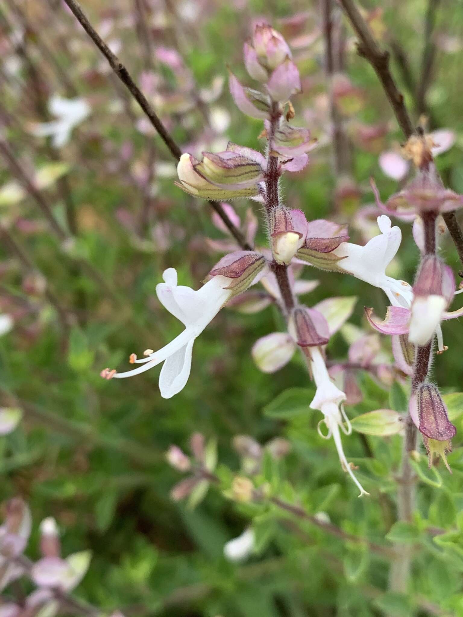 Image de Syncolostemon transvaalensis (Schltr.) D. F. Otieno