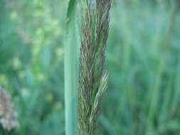 Imagem de Calamagrostis epigejos (L.) Roth