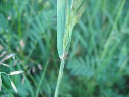 Imagem de Calamagrostis epigejos (L.) Roth