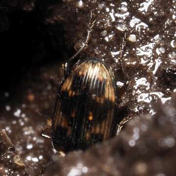 Imagem de Bembidion (Notaphus) varium (G. A. Olivier 1795)