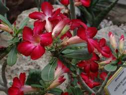 Image of Desert Rose