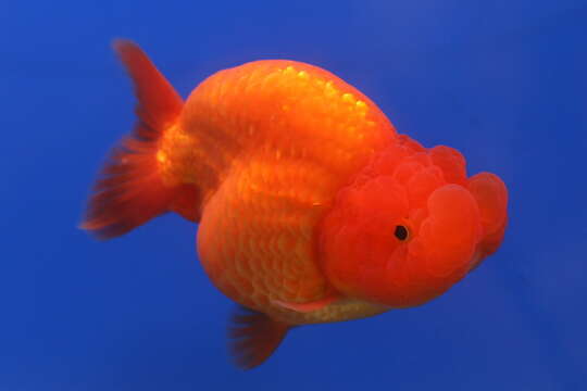 Image of Goldfish