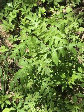 Image of Tennessee leafcup