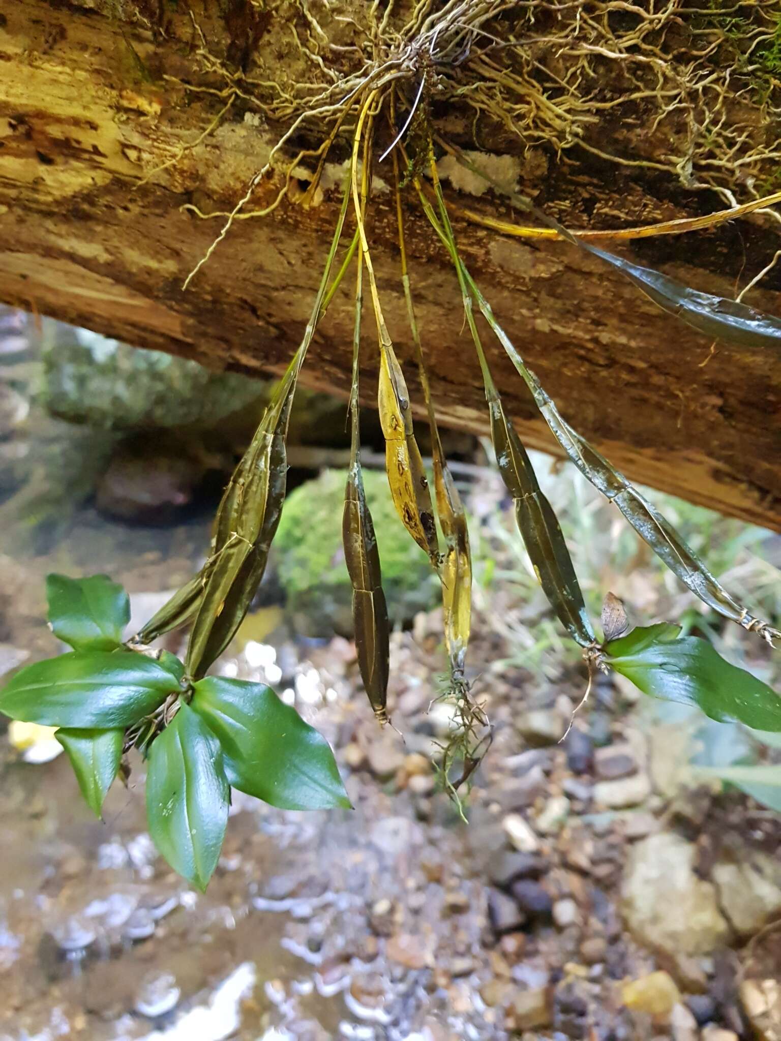 Image of Dendrobium tetragonum A. Cunn. ex Lindl.