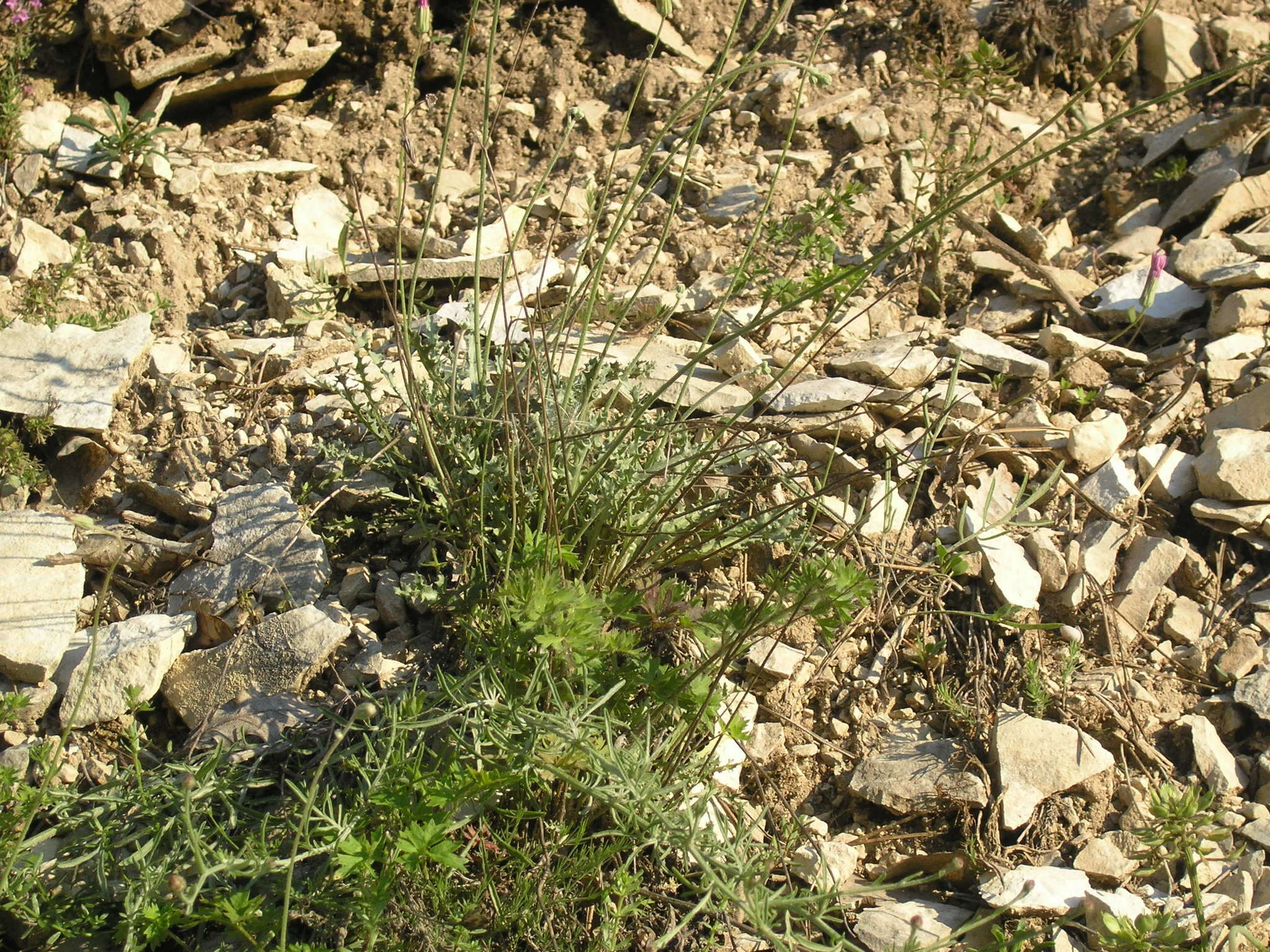 Image de Crepis purpurea (Willd.) M. Bieb.