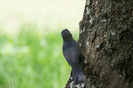 Image of Slate-colored Boubou