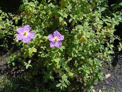 Imagem de Cistus albidus L.