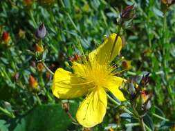 Image of Hypericum olympicum L.