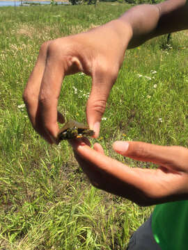 Image of American Red-bellied Turtle