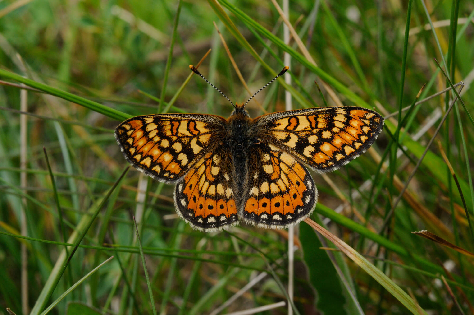 Euphydryas aurinia provincialis (Boisduval 1828)的圖片