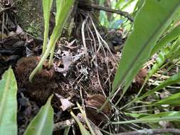 Imagem de Elaphoglossum aemulum (Kaulf.) Brack.