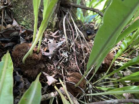 Elaphoglossum aemulum (Kaulf.) Brack.的圖片