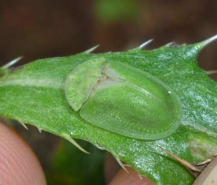 Image of thistle tortoise beetle