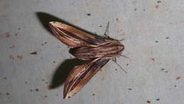 Image of Xylophanes thyelia (Linnaeus 1758)