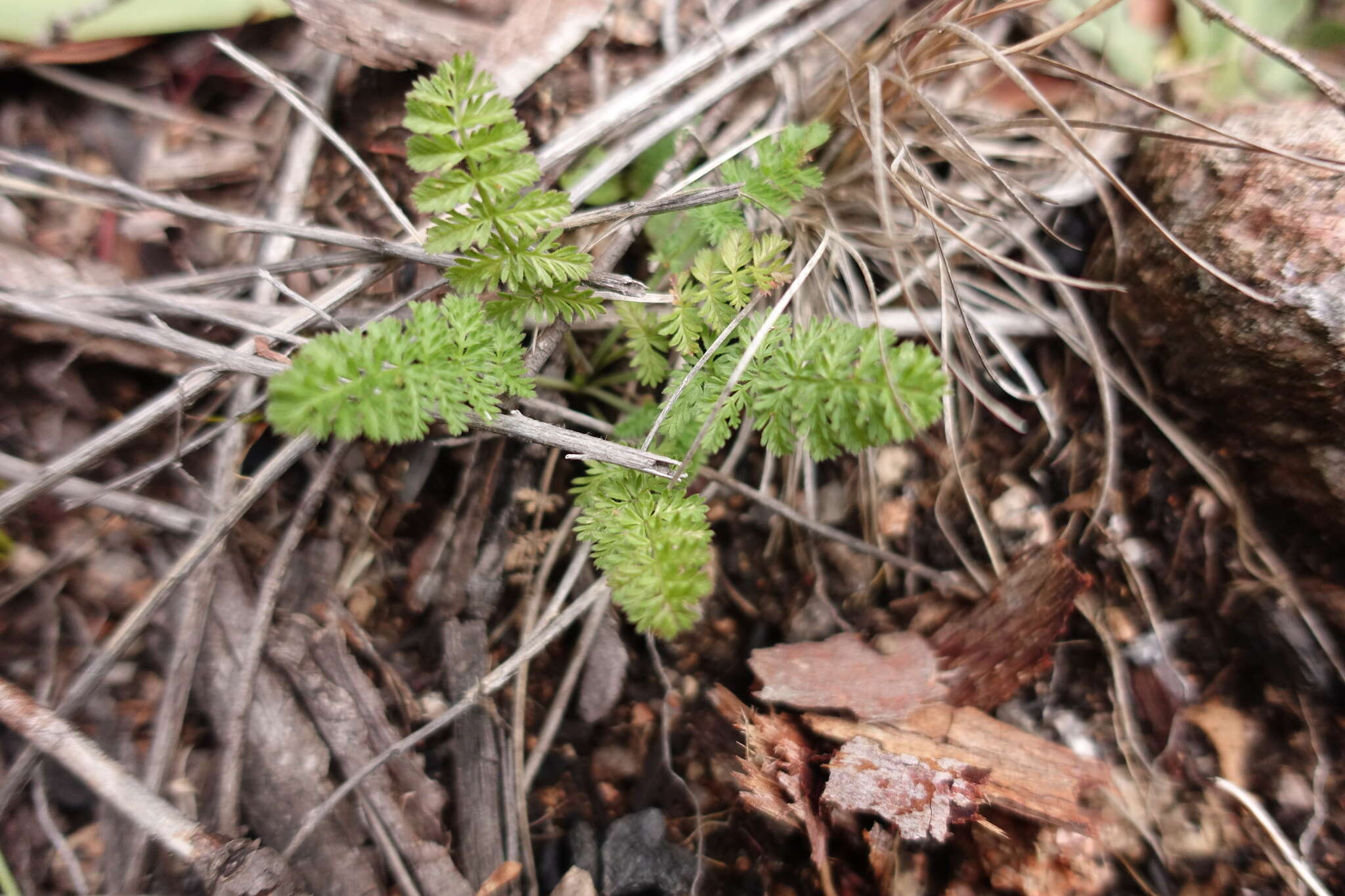 Слика од Chaerophyllum eriopodum (DC.) K. F. Chung