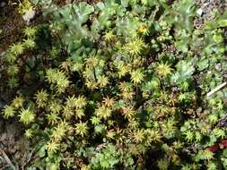 Image of common liverwort