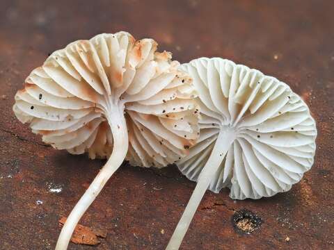 Image of Reddish spotted mycena