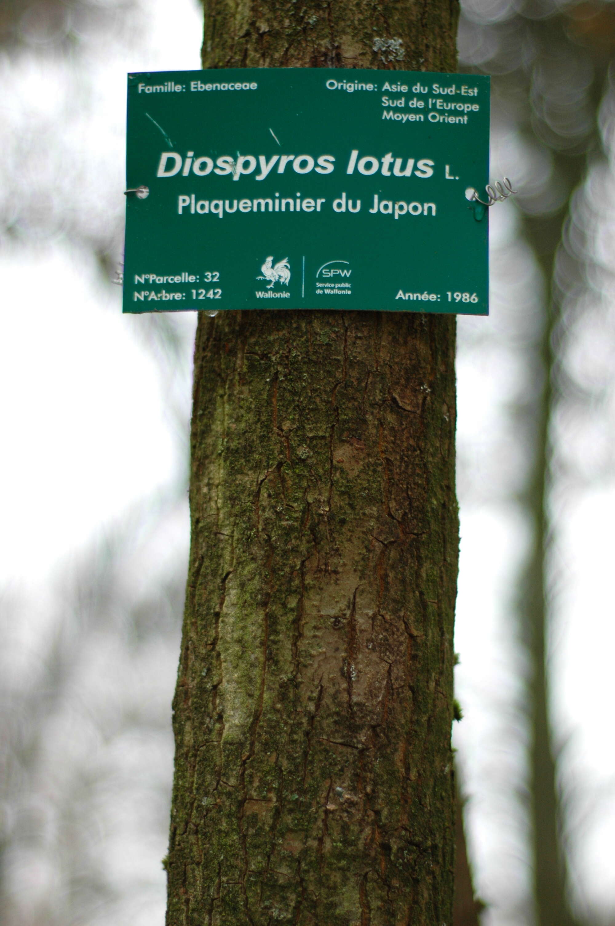 Image de Diospyros lotus L.