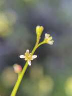 Image de Heliophila pectinata Burch. ex DC.