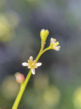 Image of Heliophila pectinata Burch. ex DC.